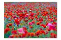 Mohn M 11